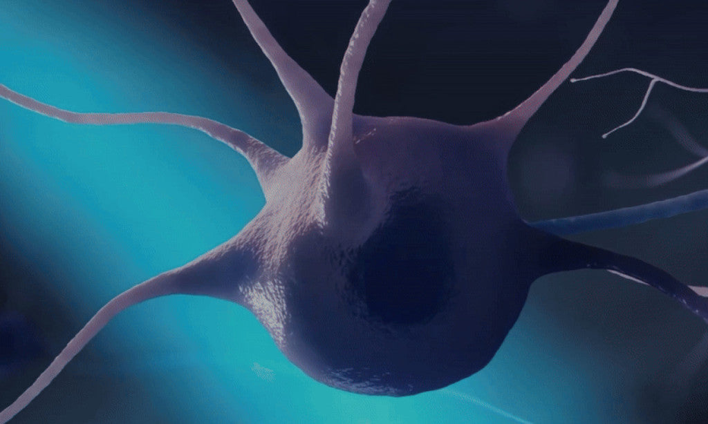 Red neuronal activada por ExoTMS